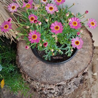Daisy Argyranthemum Mix