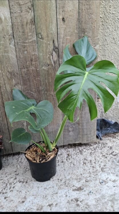 MONSTERA DELICIOSA Swiss Cheese Plant 17cm