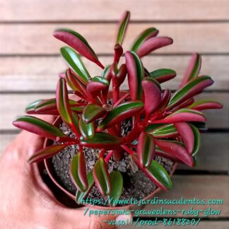PEPEROMIA GRAVEOLENS Ruby Glow 15cm