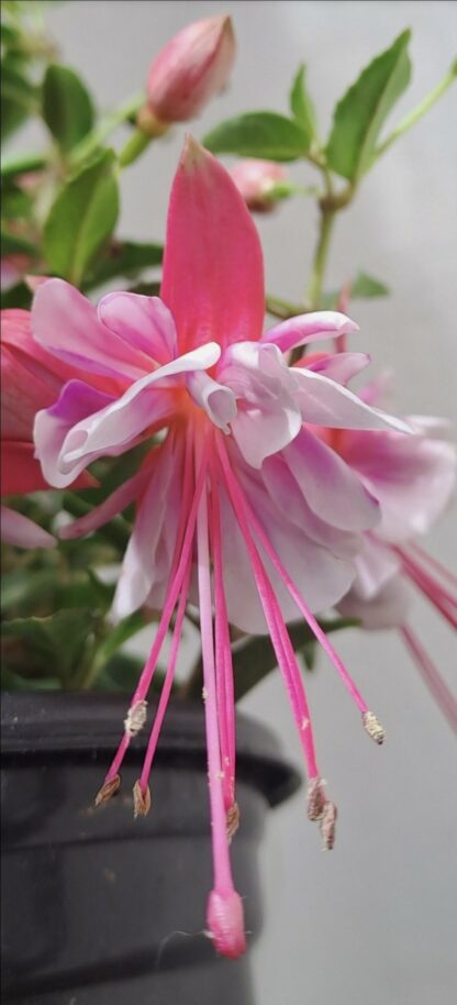 FUCHSIA BELLA Fuchsia - Bella Bianca 15cm - Image 2