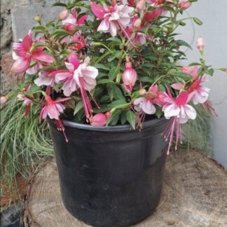 FUCHSIA BELLA Fuchsia – Bella Bianca 15cm