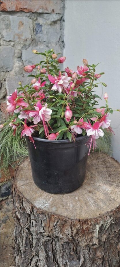 FUCHSIA BELLA Fuchsia - Bella Bianca 15cm