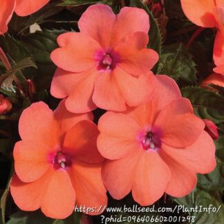 IMPATIENS INTERSPECIFIC Sunpatiens – Compact Coral Pink 15cm