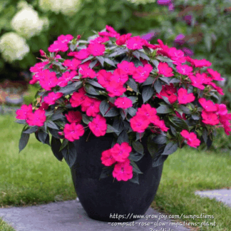IMPATIENS INTERSPECIFIC Sunpatiens – Compact Rose Glow 15cm