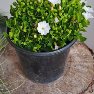 Falkia Repens 'Oortjies'