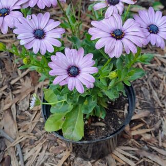 Osteopermums African Daisy