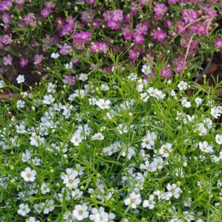 Gypsophila Repens