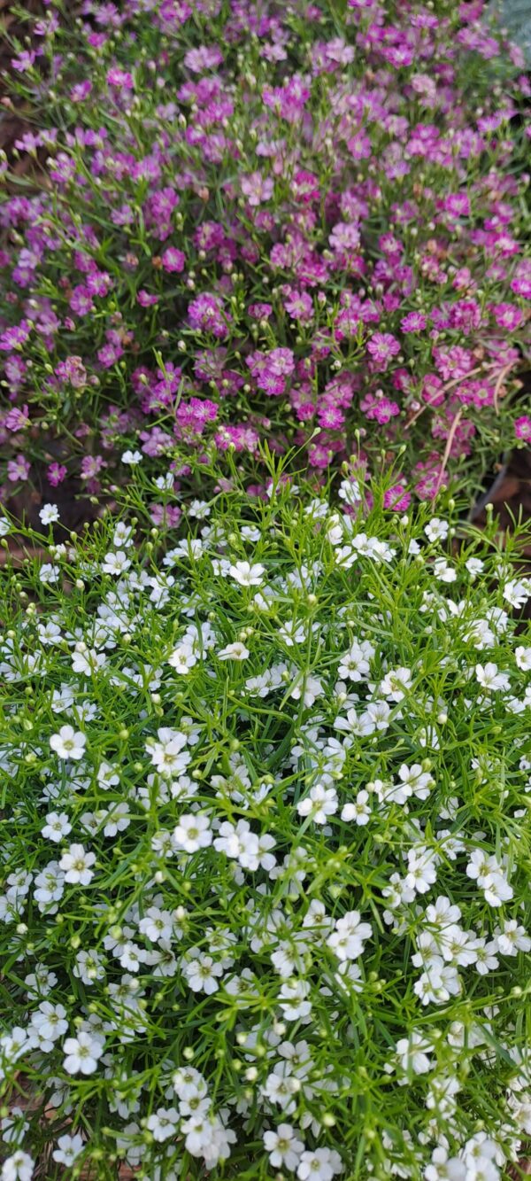 1000215257-scaled.jpg Gypsophila Repens