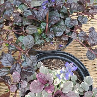 Ajuga Reptans