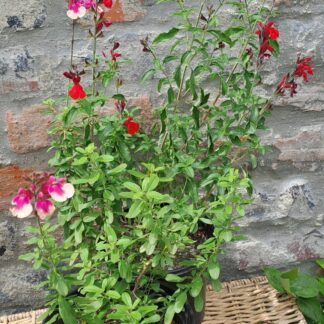 Salvia Greggi