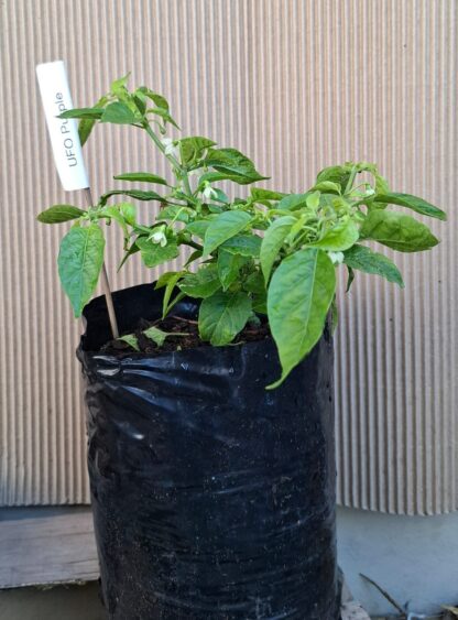 UFO Purple Chillie Plant - Image 2