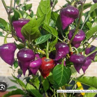 UFO Purple Chillie Plant UFO Purple Chillie Plant