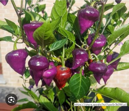 UFO Purple Chillie Plant