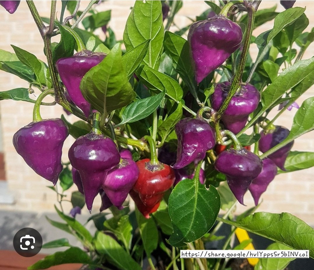 UFO Purple Chillie Plant