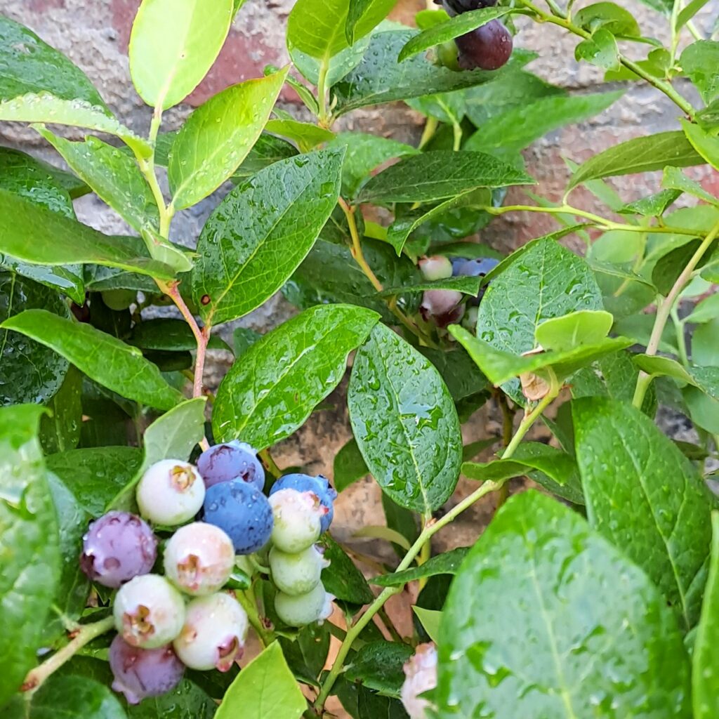 Blueberry Biloxi 11L The Plant Lady blueberry-biloxi-11l-the-plant-lady