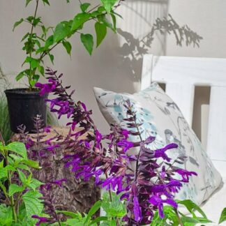 Salvia Purple and Bloom