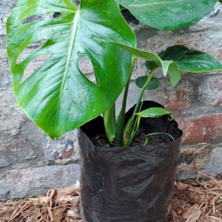 Monstera Deliciosa