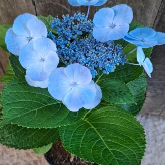 Hydrangea Dark Blue Big Flower Hydrangea Dark Blue Big Flower