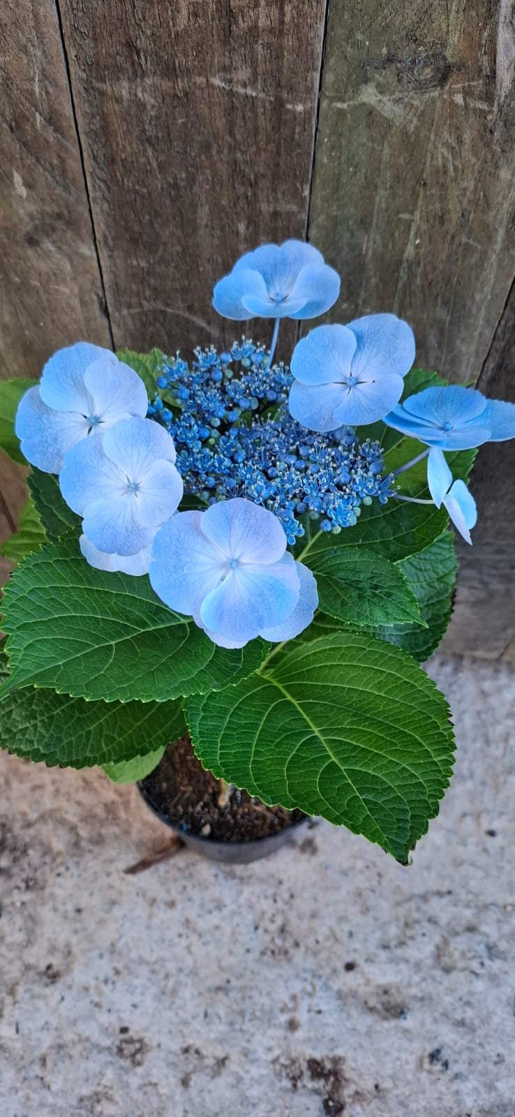 Hydrangea Dark Blue Big Flower