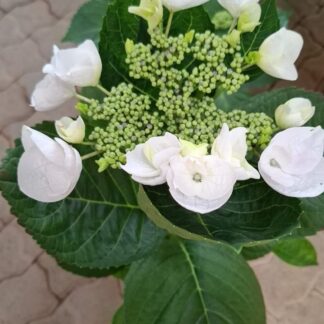 Hydrangea Lebelle White Hydrangea Lebelle White