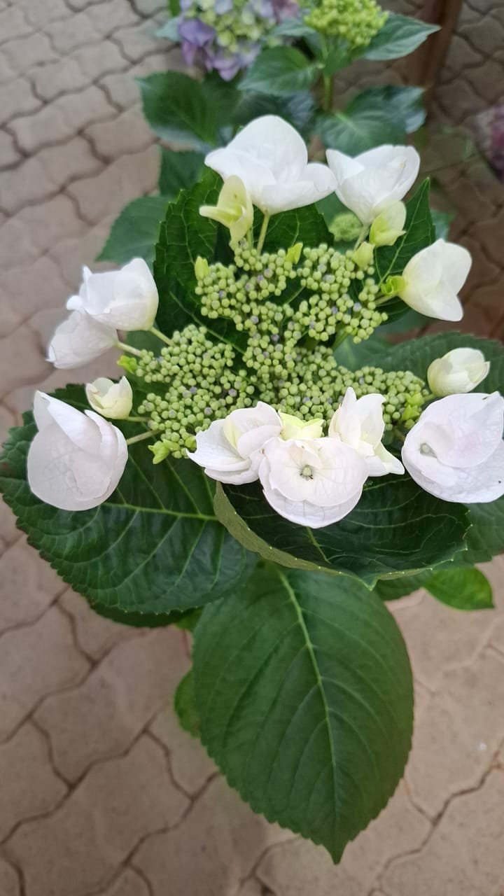 Hydrangea Lebelle White