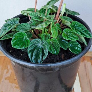 Ripple Peperomia