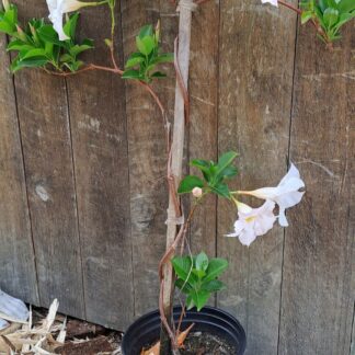 Dipladenia 'Jade white'