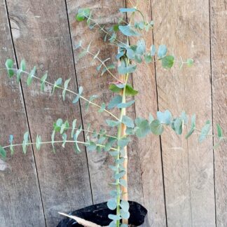 Eucalyptus 'Silver Dollar Tree'