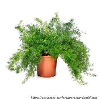 ASPARAGUS DENSIFOLIA Asparagus Fern – Mazeppa 17cm