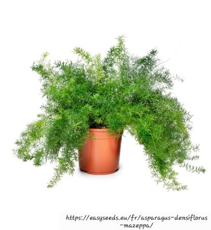 ASPARAGUS DENSIFOLIA Asparagus Fern - Mazeppa 17cm