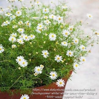 BRACHYSCOME HYBRIDA Swan River Daisy – Surdaisy White 2,5L