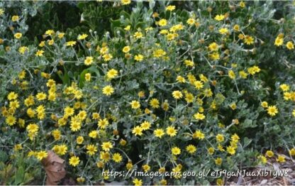 CHRYSANTHEMOIDES (Osteospermum) INCANA Grey Tick Berry - Yellow 2,5L