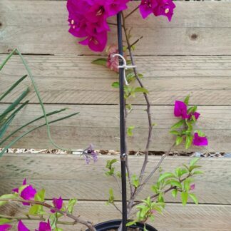 Bougainvilla Purple