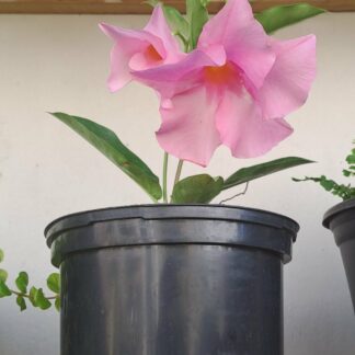 Dipladenia Tourmaline Rose