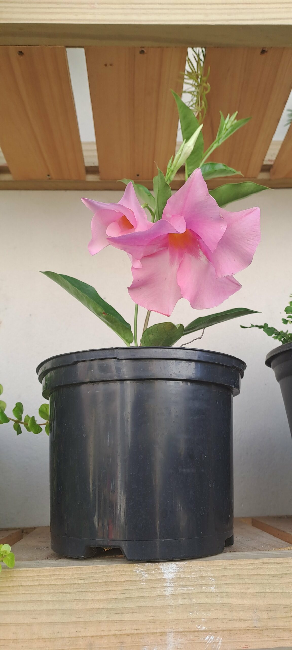 Dipladenia Tourmaline Rose