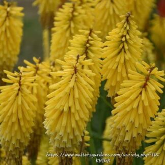 KNIPHOFIA ROOPERI Red Hot Poker – Large Yellow 3L