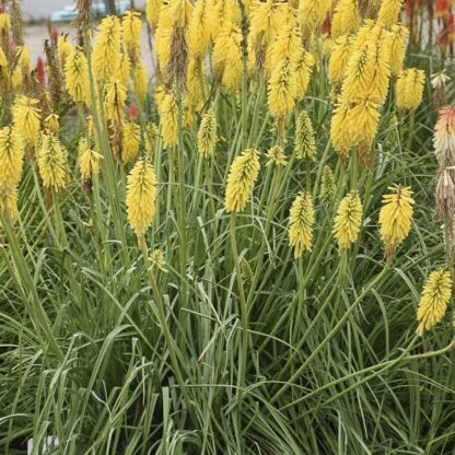 KNIPHOFIA ROOPERI Red Hot Poker - Large Yellow 3L - Image 2