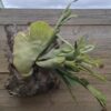 1000232012.jpg Staghorn Fern