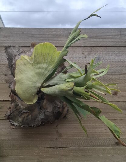 Staghorn Fern - Image 2