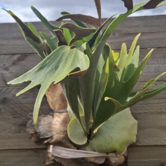 Staghorn Fern
