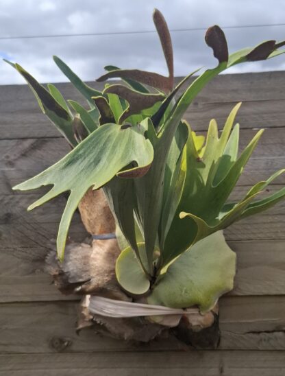 Staghorn Fern
