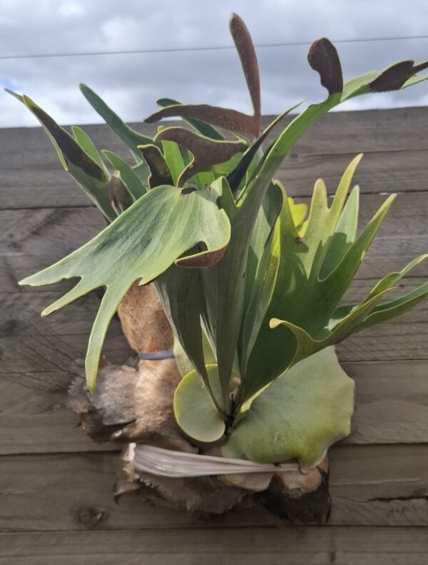 1000232016.jpg Staghorn Fern