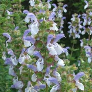 SALVIA AFRICANA X ALBICAULIS  – Pakhuis Pass 3L