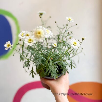 ARGYRANTHEMUM MADEIRA Maidera Daisy - Crested White 15cm - Image 2
