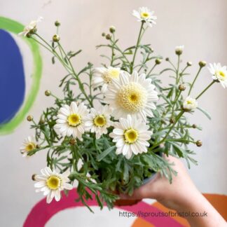 ARGYRANTHEMUM MADEIRA Maidera Daisy – Crested White 15cm