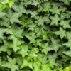 HEDERA HELIX English Ivy 2,5L