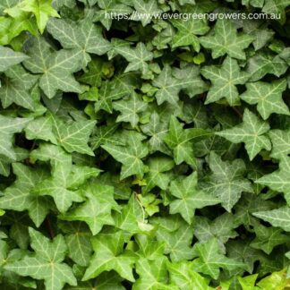 HEDERA HELIX English Ivy 2,5L