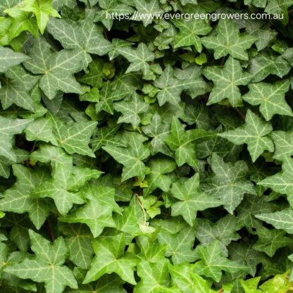 HEDERA HELIX English Ivy 2,5L