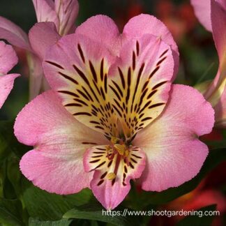 ALSTROEMERIA INTICANCHA Inca Lily Compact – Sunshine 4,5L
