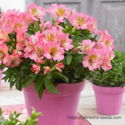 ALSTROEMERIA INTICANCHA Inca Lily Compact - Sunshine 4,5L - Image 2